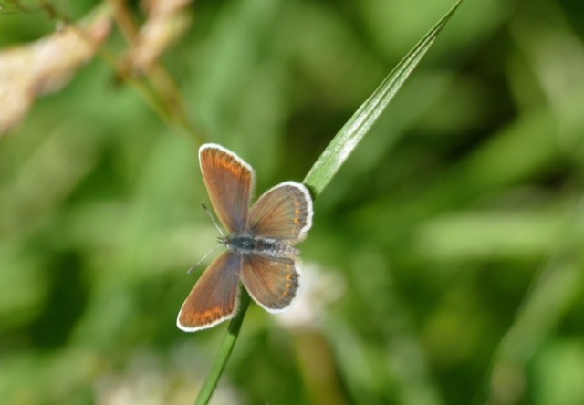 Silver Studded Blue - female